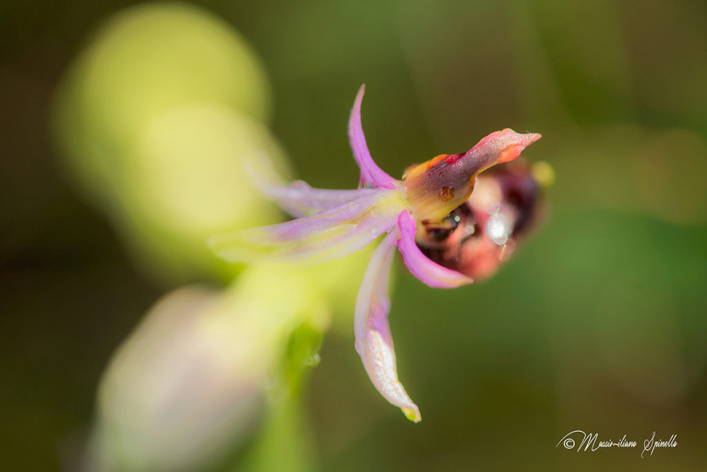 (10) Ophrys Bertolonii