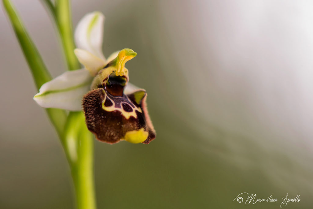 (3) Ophrys holosericea