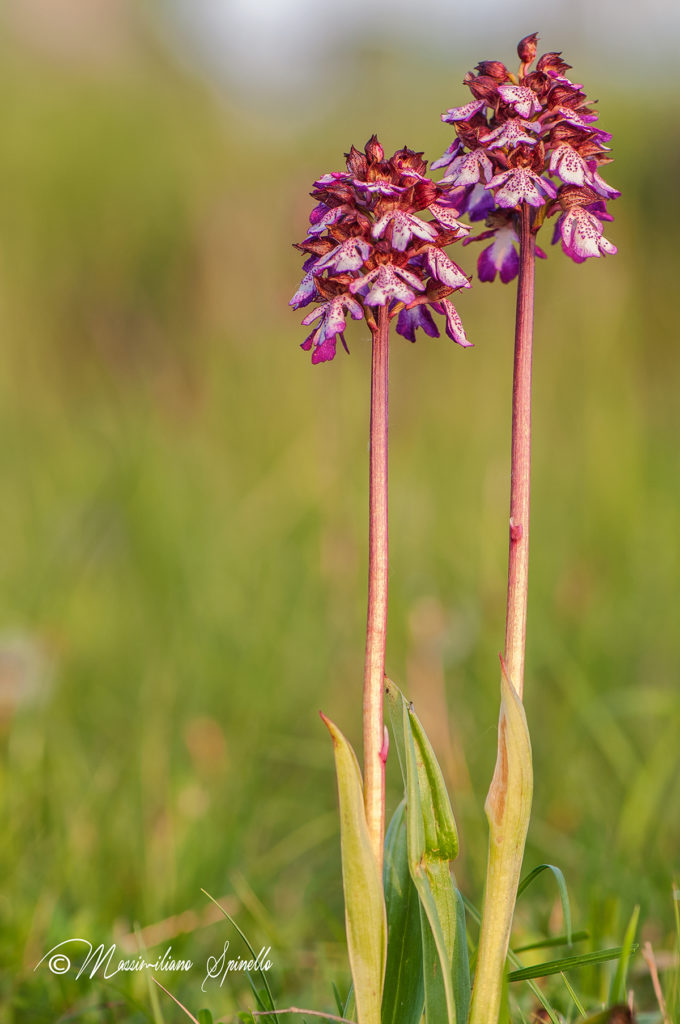 (12) Orchis Purpurea