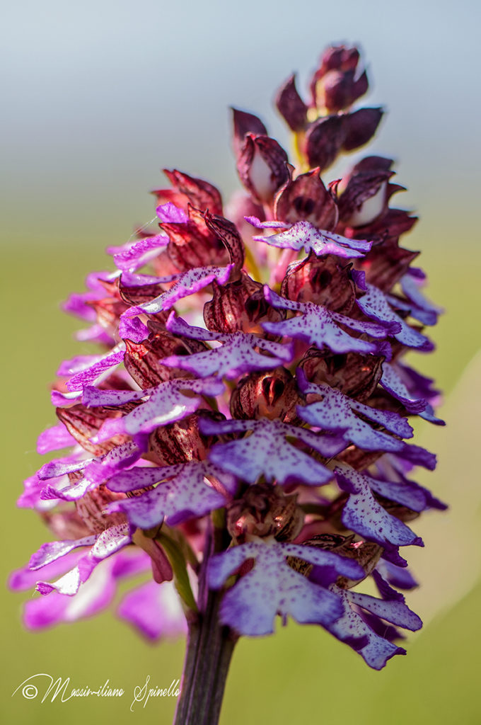 (13) Orchis Purpurea